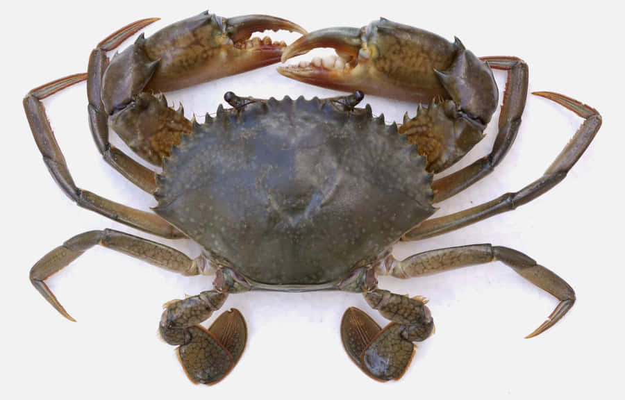 Mangrove Krabbe Top Udsigt