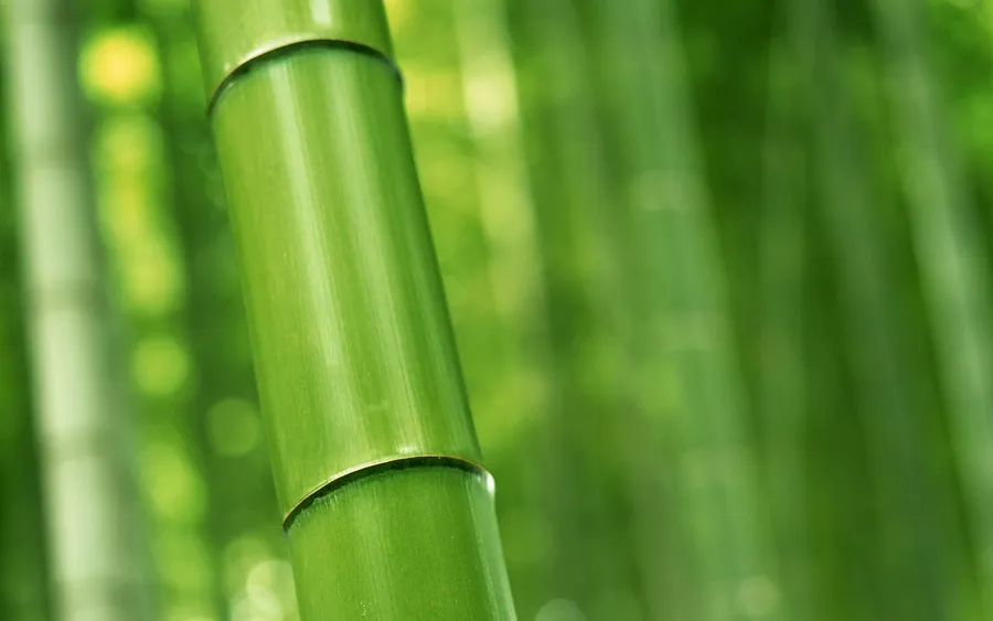 Green Bamboo