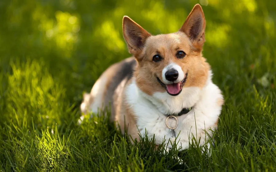 Corgi background