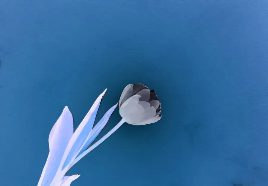 Tulip background