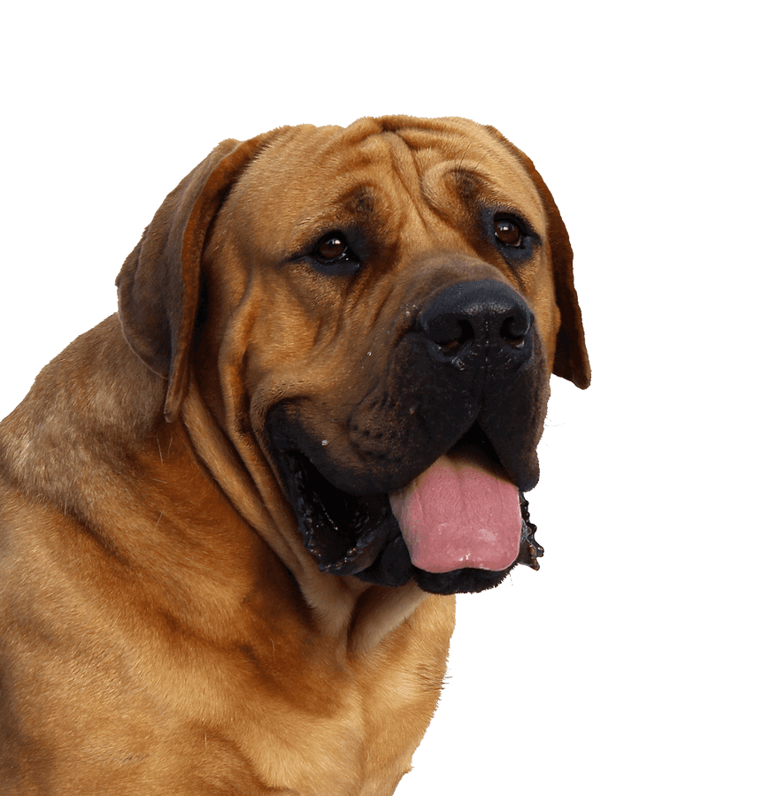 Majestic Mastiff Portrait