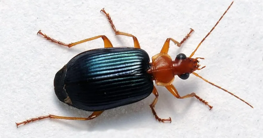 Ground Beetle Closeup