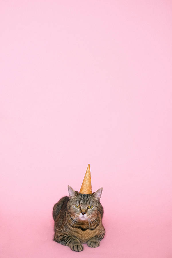 Gatopreto em fundo rosa.