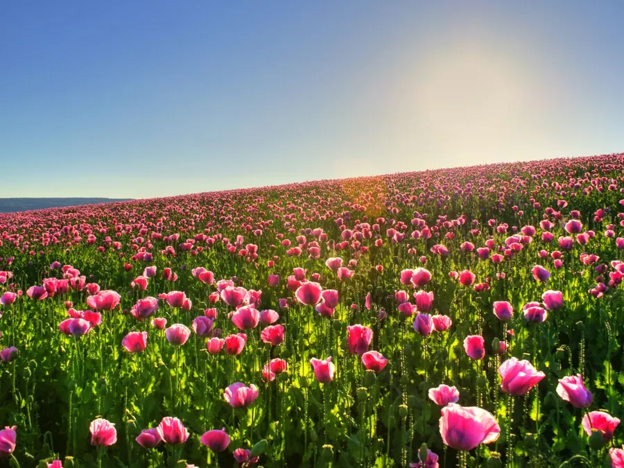 sunny Background