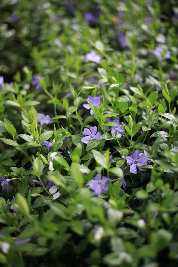 Periwinkle Background