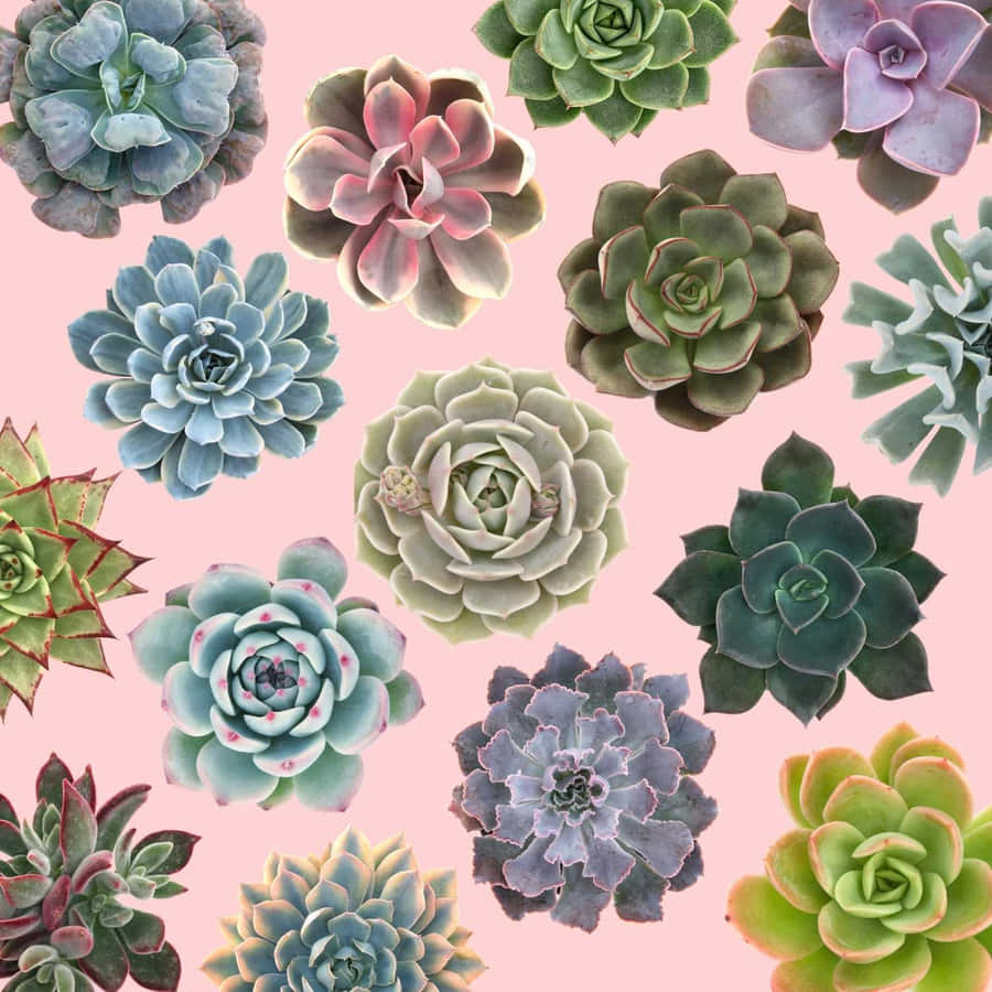 Variety Of Succulent Plants