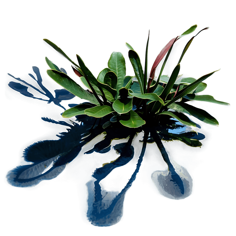 Aquatic Plant Shadow Representation PNG tfe47