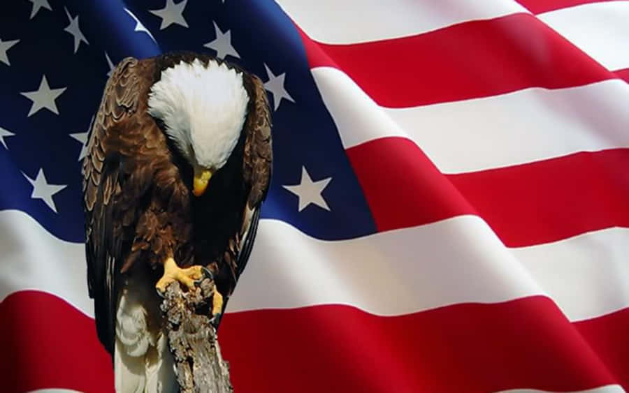 American Eagle