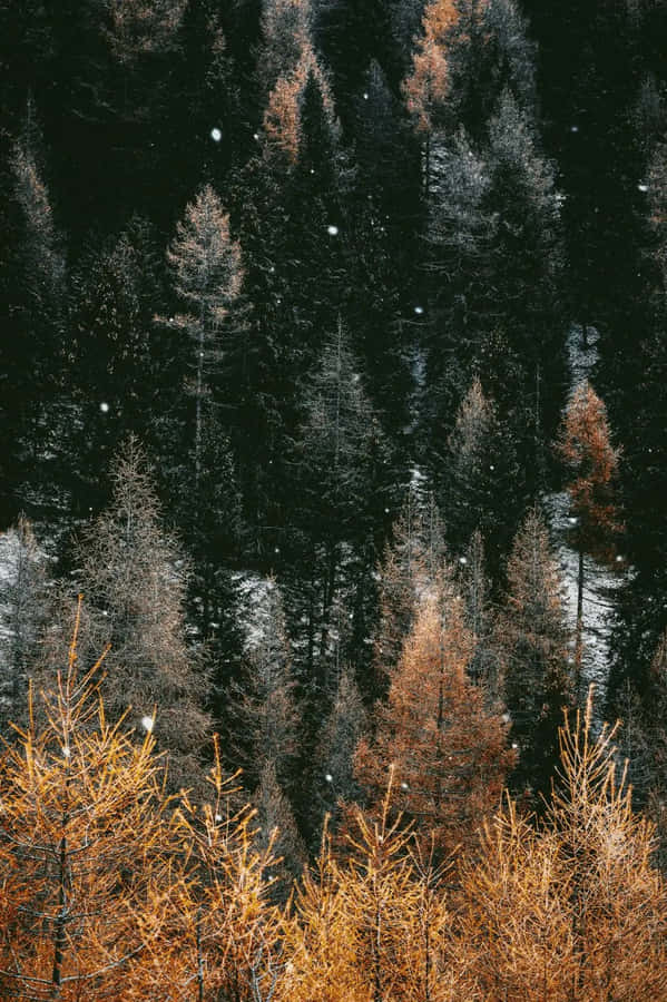 Iphone Fall Baggrund 1022 x 1536