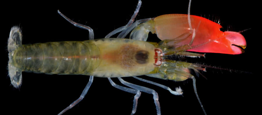 Pistolenkrebs mit ausgestelltem Claw