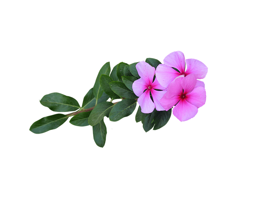Pink Vinca Flowers Transparent Background