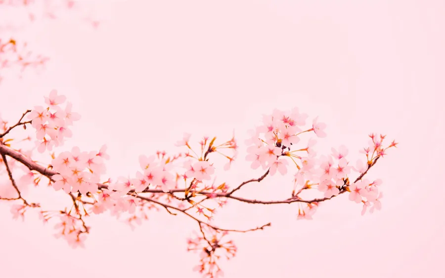 Cherry Blossoms Pink Background