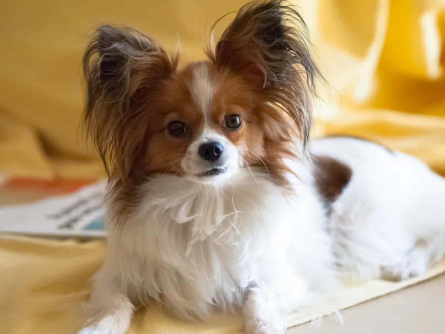 Bildeines liegenden braunen Papillon-Hundes.