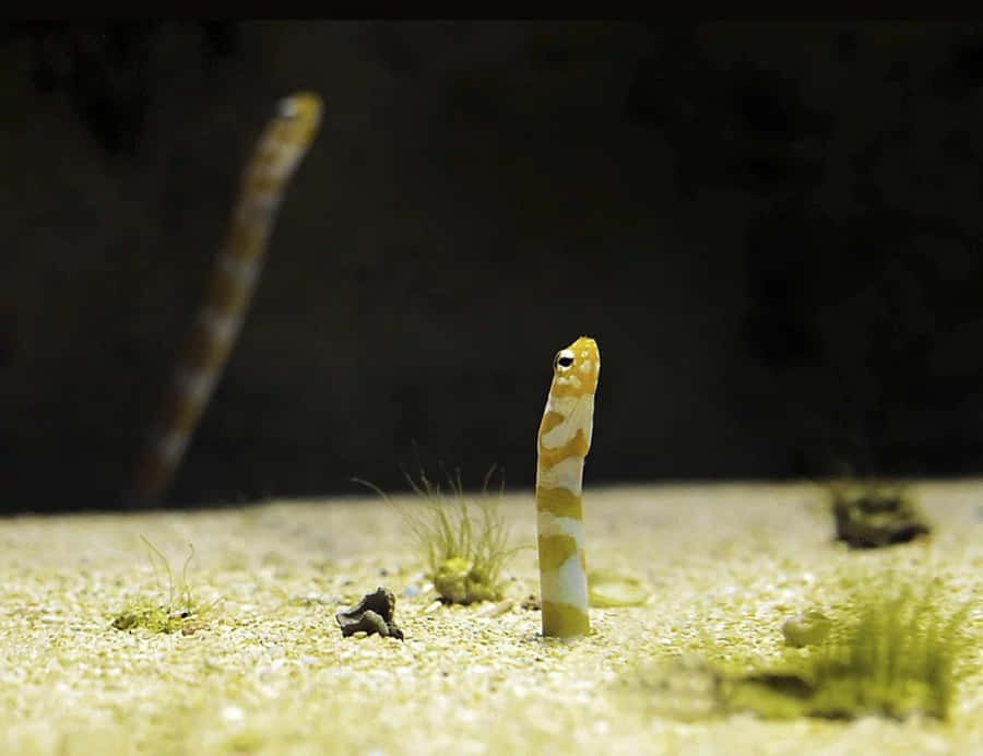 Exotic Underwater Life - The Majestic Wormfish