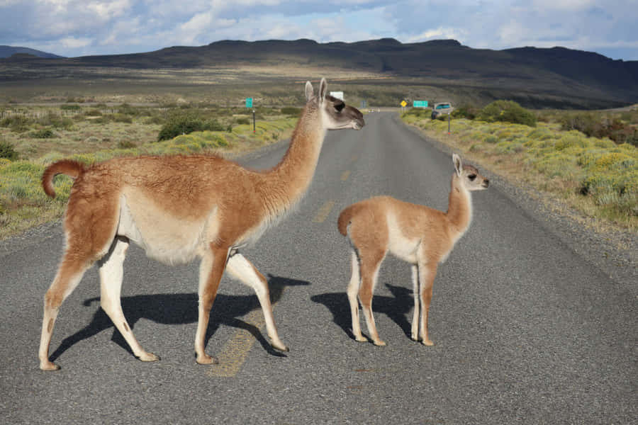 Guanacos Atravessando a Estrada na Patagônia