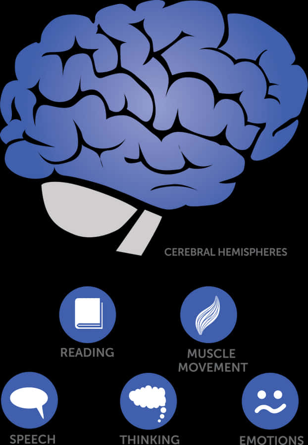 Where Does Glioblastoma Occur In The Brain, HD Png Download