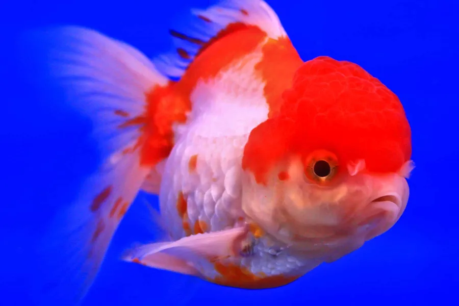 Goldfish pictures