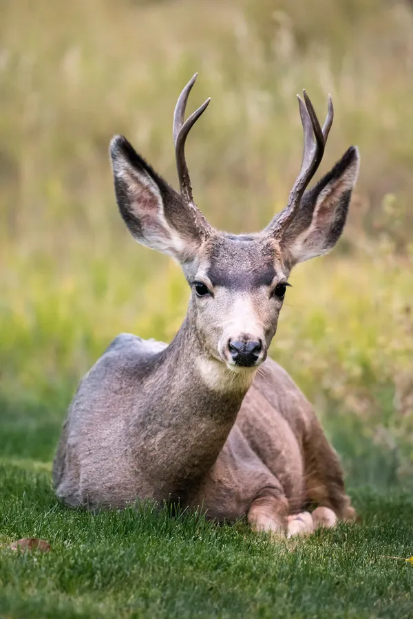 Buck