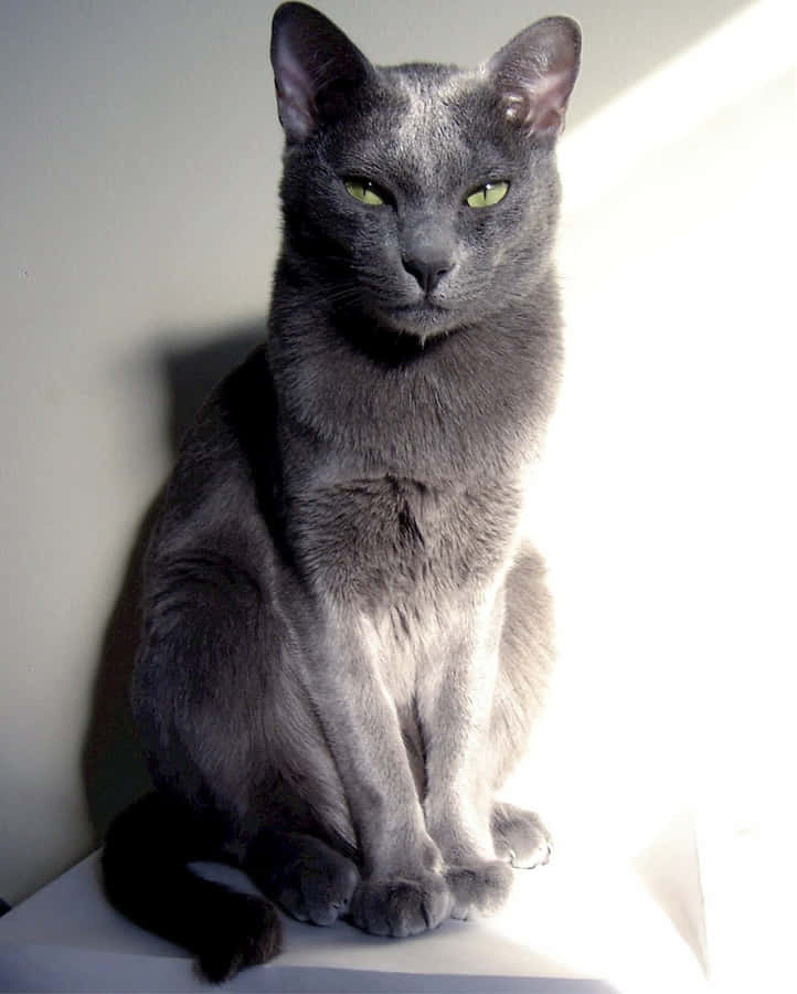 Fotode um gato cinza russo em um raio de sol