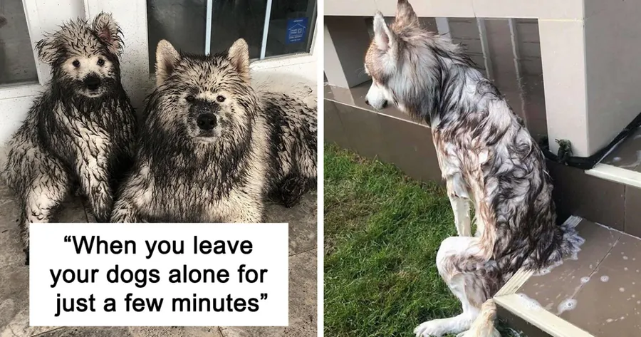 Funny Dog [picture]