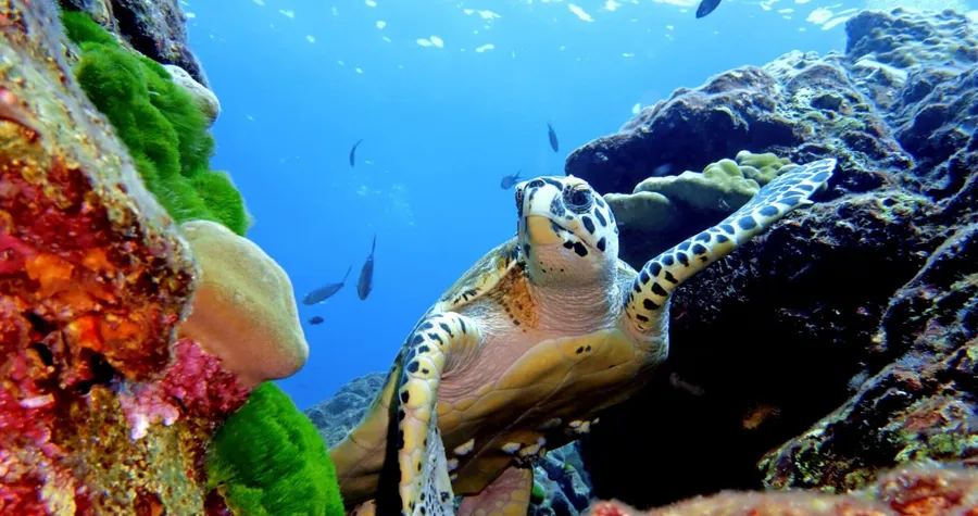 Turtle pictures