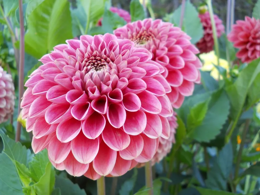 Dahlia pictures
