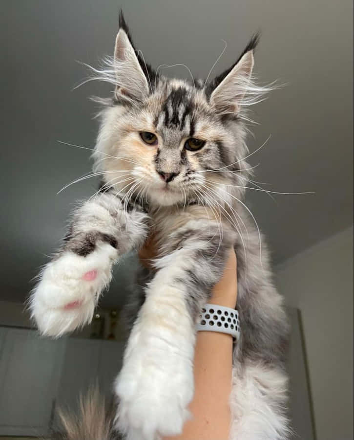 Smukbillede af en Maine Coon kat