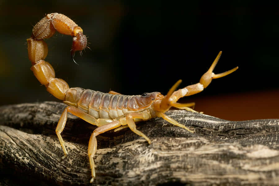 "Losguardo mortale di uno scorpione"