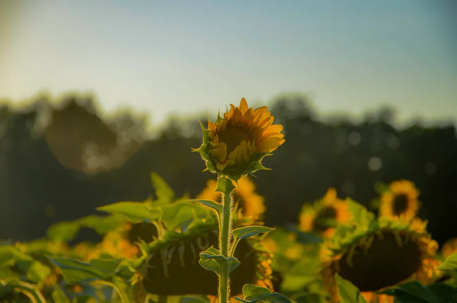 Alluring Sunflower Aesthetic Flower