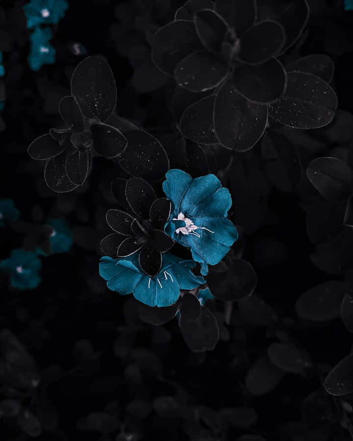 Blaue Blume auf schwarzem Hintergrund Ästhetik