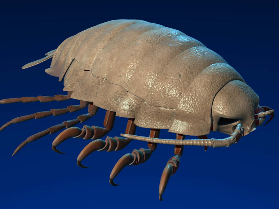 Kæmpe Isopod Nærbillede