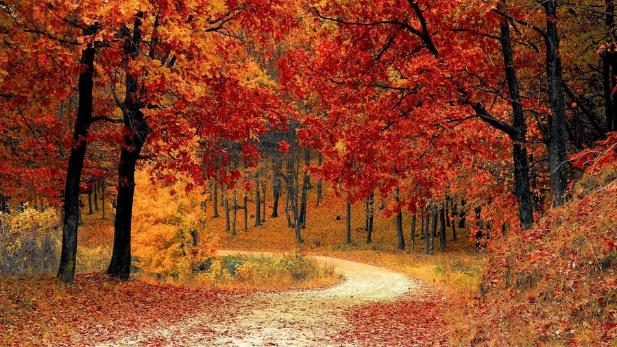 Aesthetic Fall background