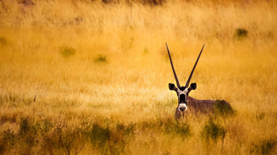 Antilope schaut durch Gras