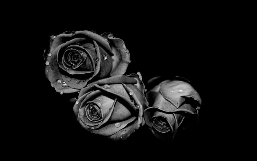 schwarzeund weiße Rosen auf schwarzem Hintergrund