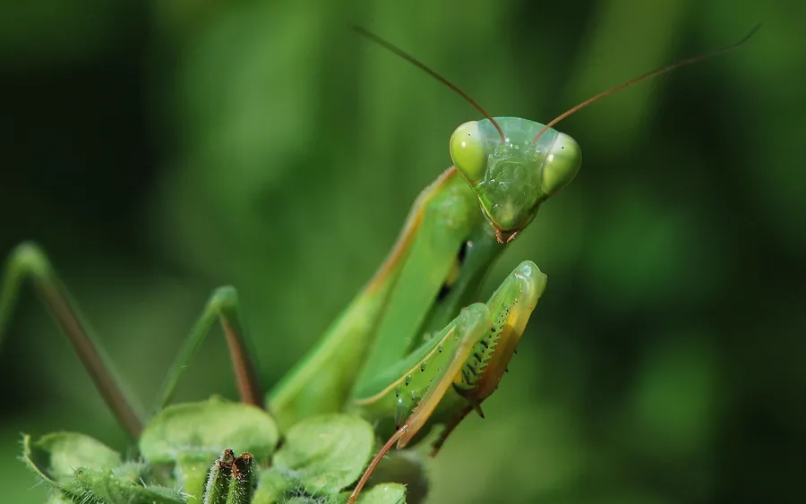Big-Eyed Praying Mantis