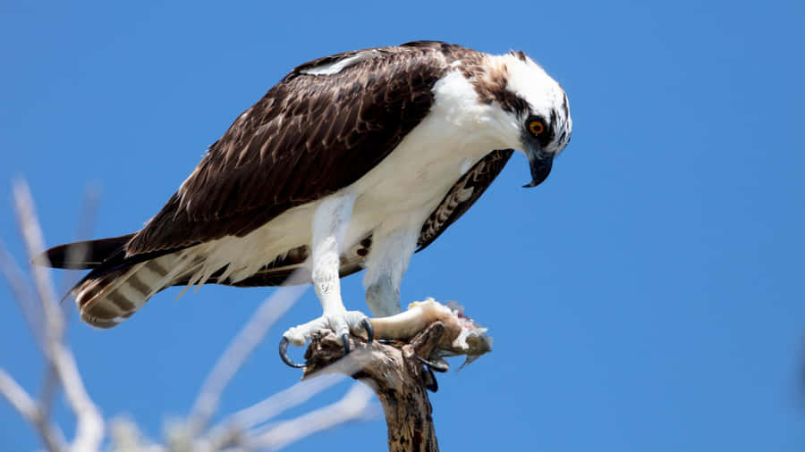 Pesce di Osprey