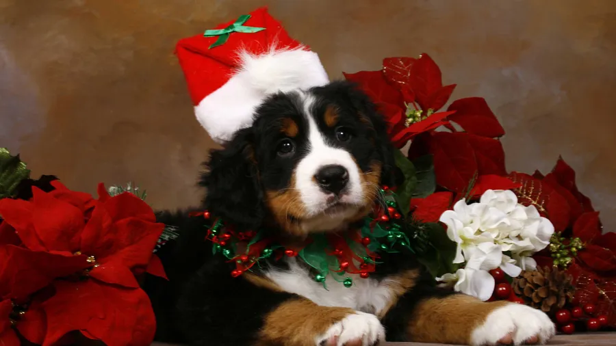 Christmas Dog