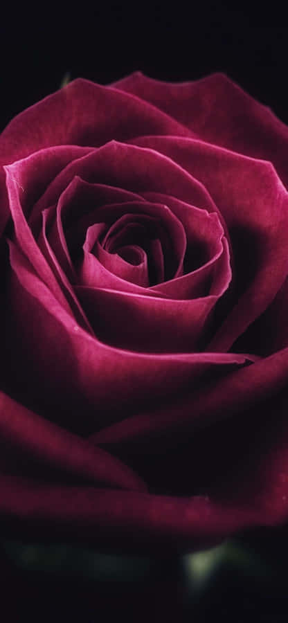 Rosblad1125 x 2436 tapet