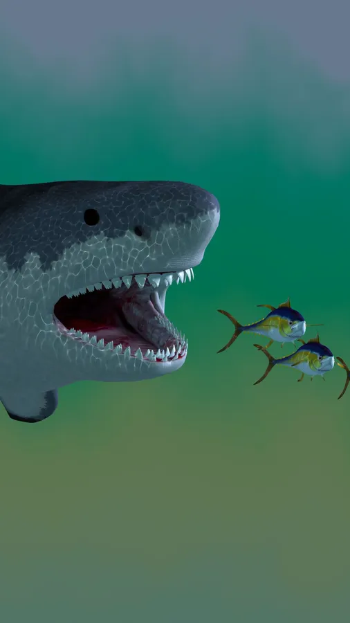 Cool Shark