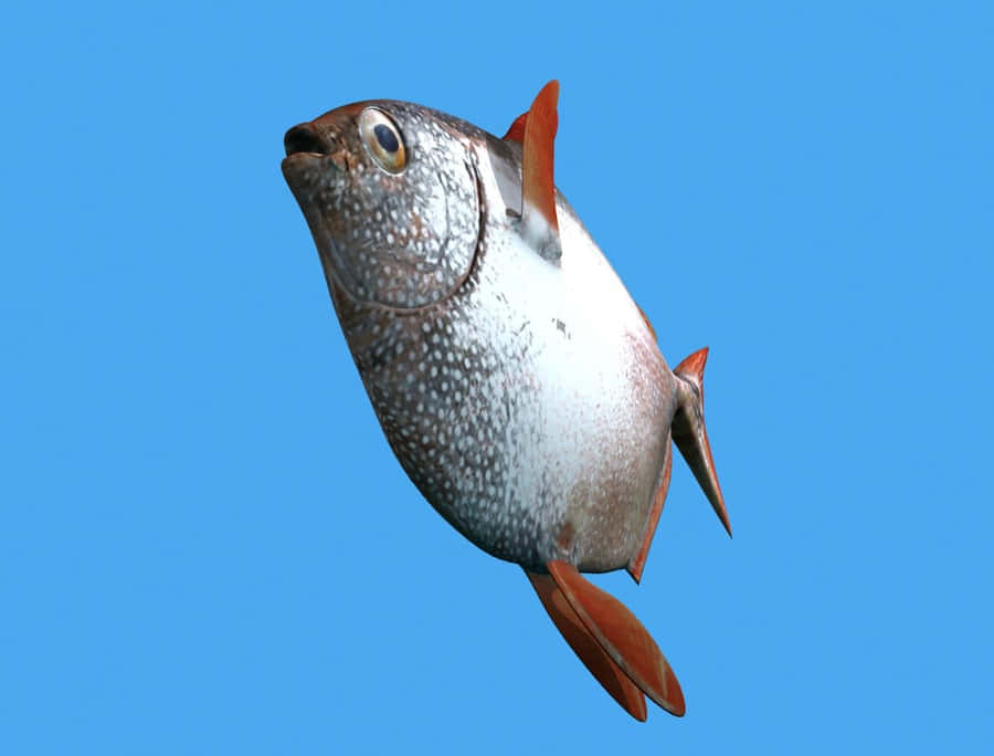 Ein lebhafter Opah schwimmt im tiefblauen Meer