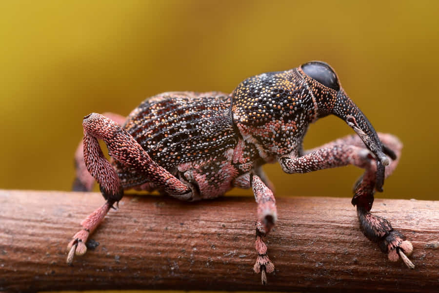 Close-up de Weevil em Galho