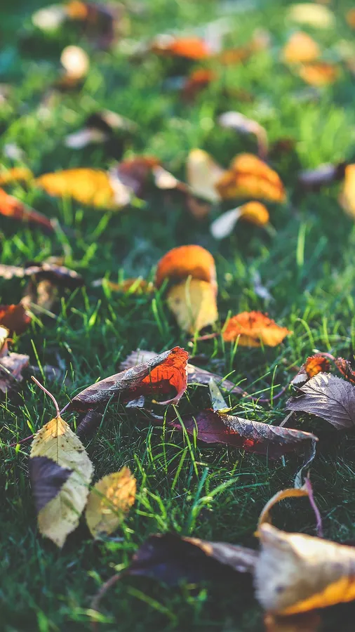 Fall Leaf Nature Green Backyard Smartphone