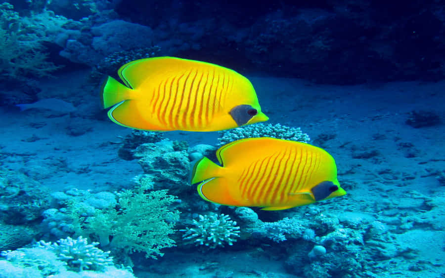 Paar Schmetterlingsfische unter Wasser