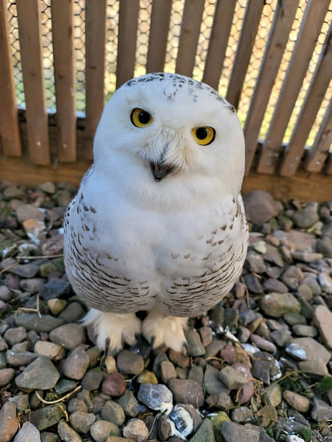 Schneeeuleim Flug über einem offenen Feld.