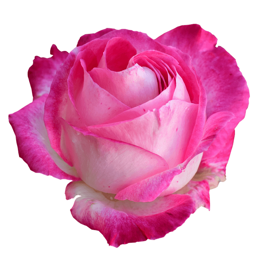 Vibrant Pink Rose Isolated.png