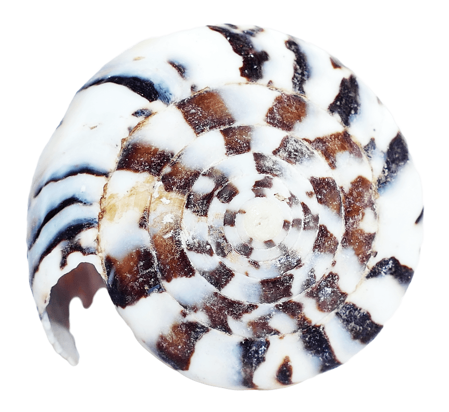 Spiral Seashell Pattern