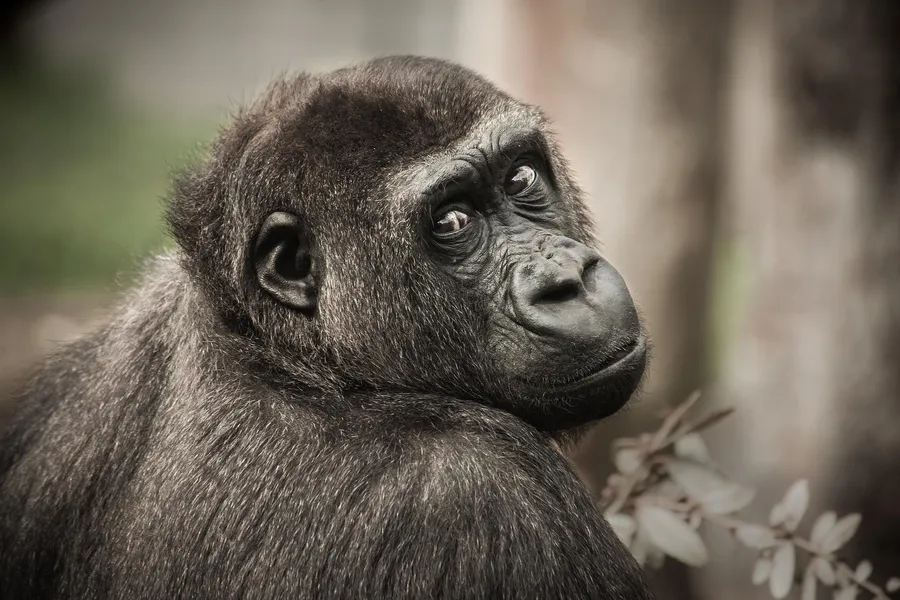 Black-Haired Central Chimpanzee wallpaper