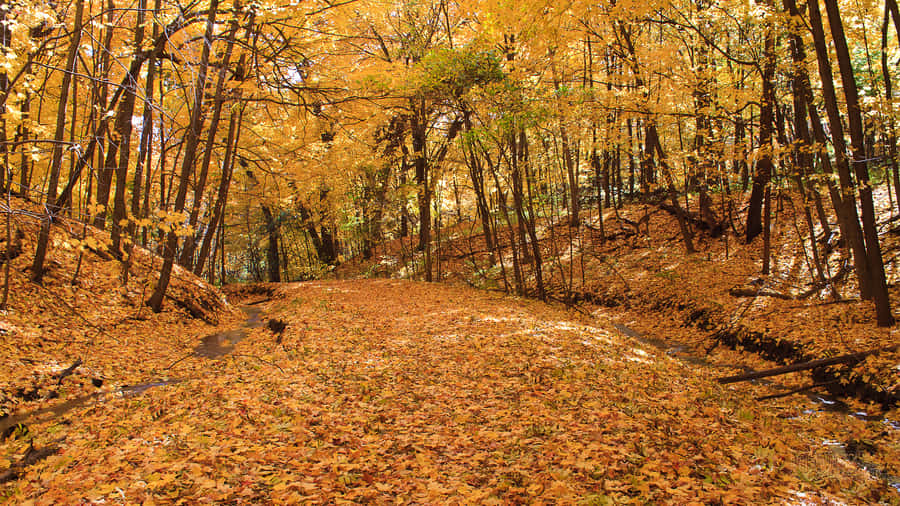 Early Fall