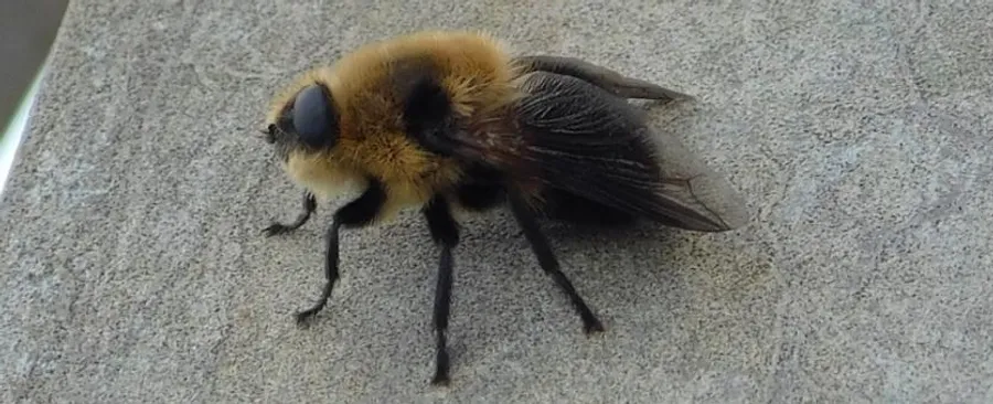 Bot Fly 