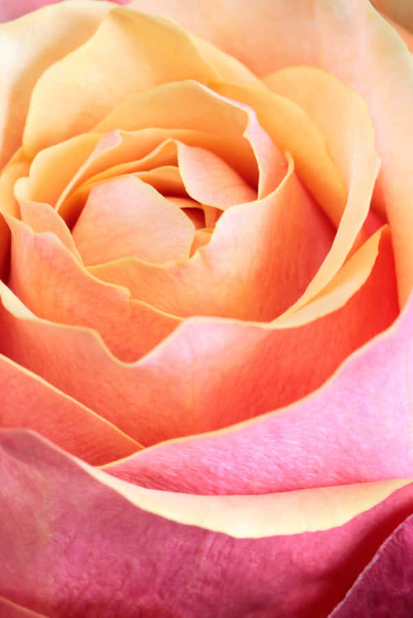 Close-up de Rosa Rosa e Laranja